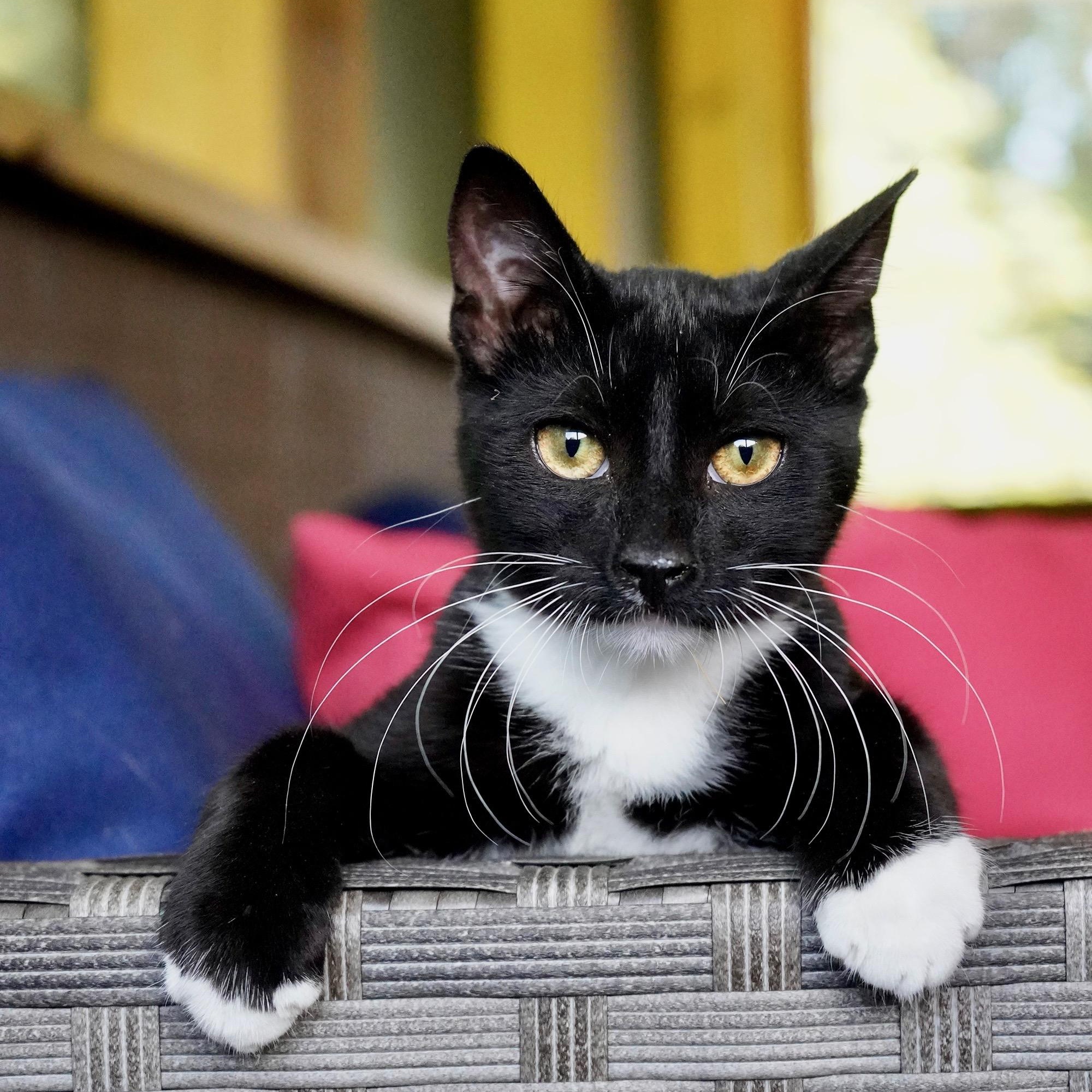 Ezra, ADOPTABLE, Kitten Male Tuxedo & Domestic Short Hair.