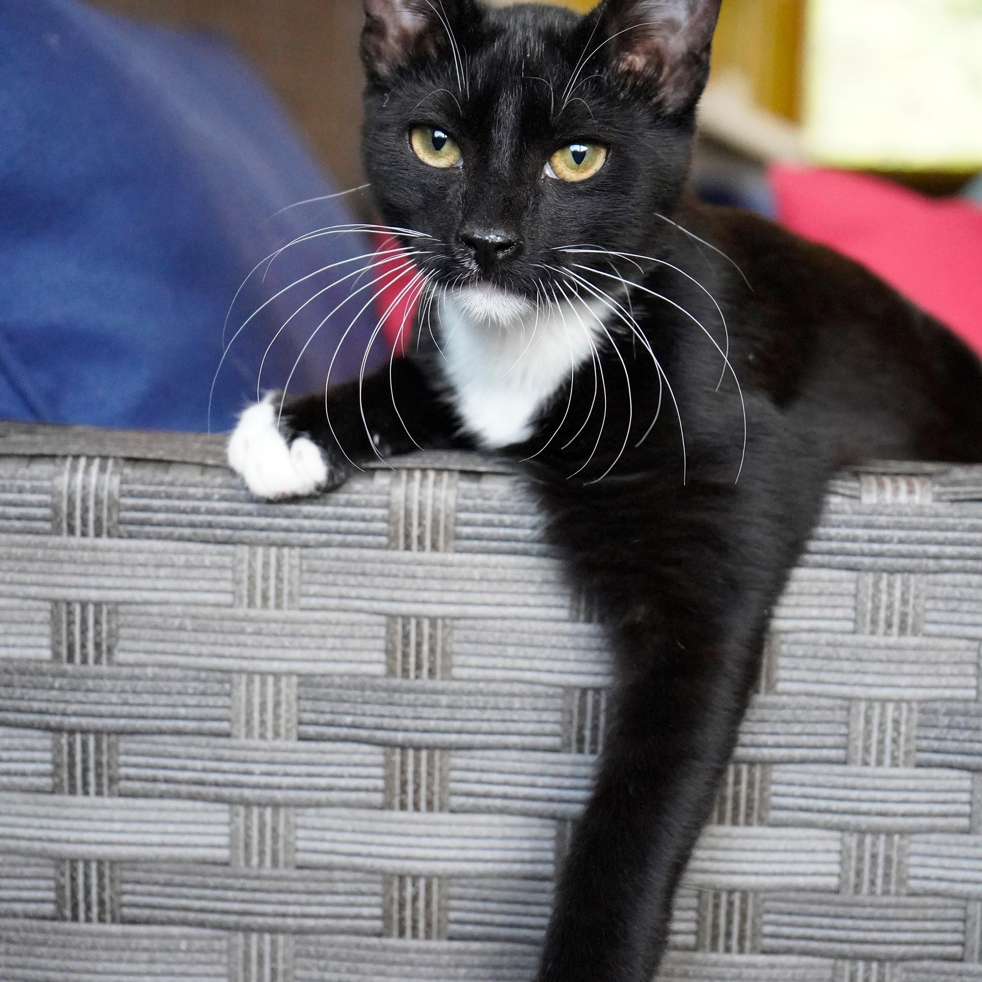 Enlarge Ezra, a ADOPTABLE mixed breed in Hixson, TN image 4/6