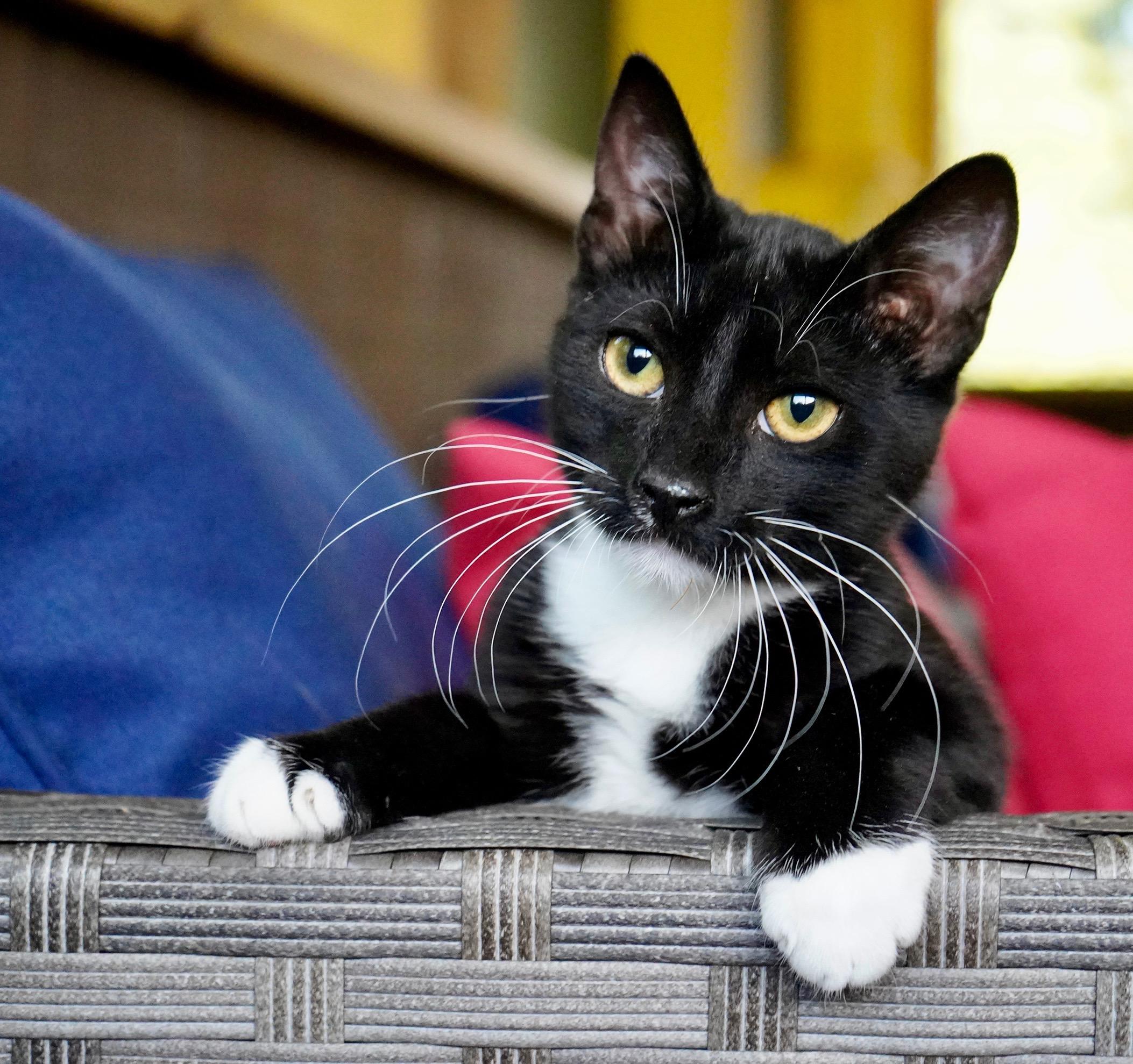 Enlarge Ezra, a ADOPTABLE mixed breed in Hixson, TN image 6/6