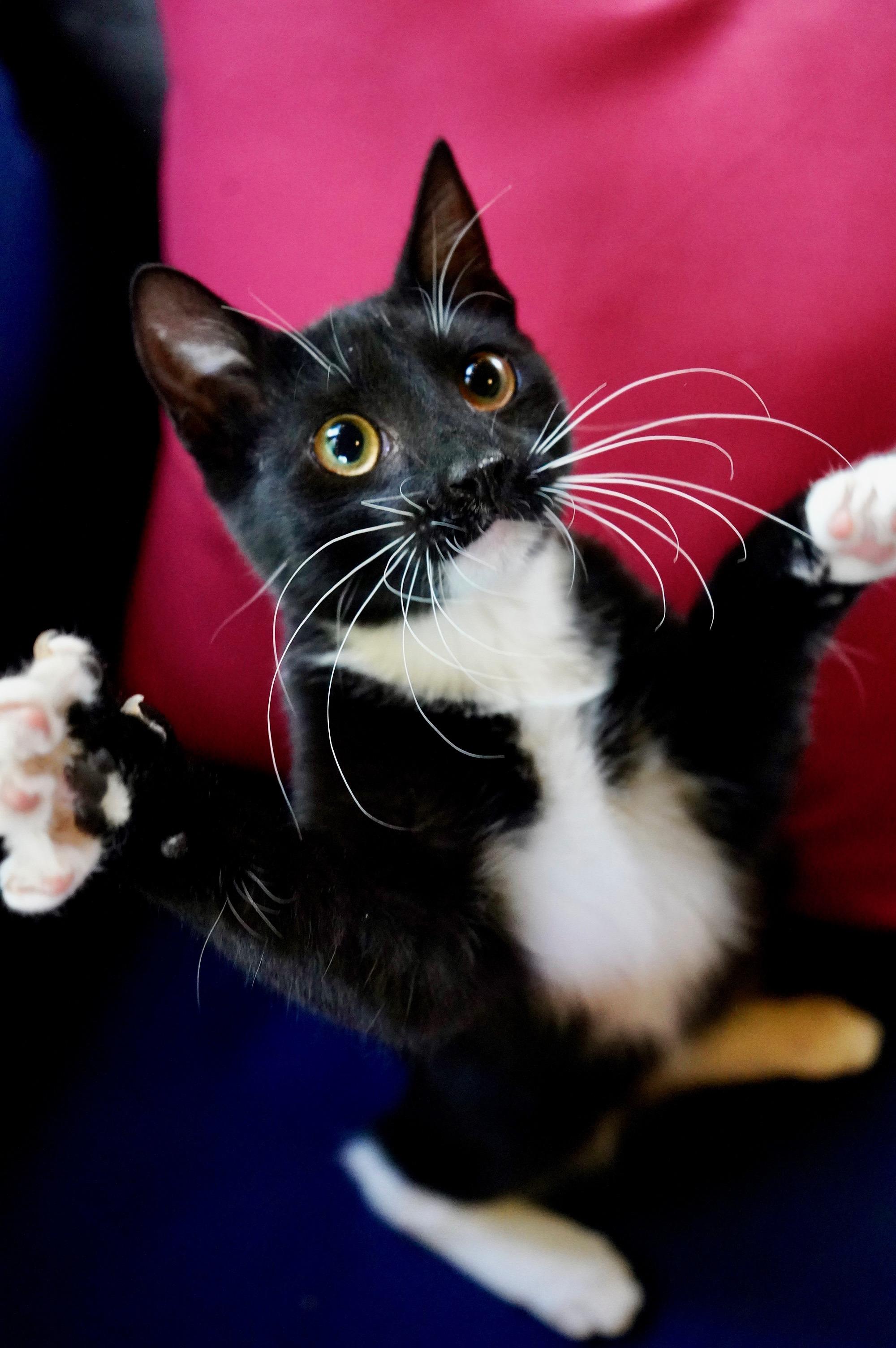 Enlarge Ezra, a ADOPTABLE mixed breed in Hixson, TN image 2/6