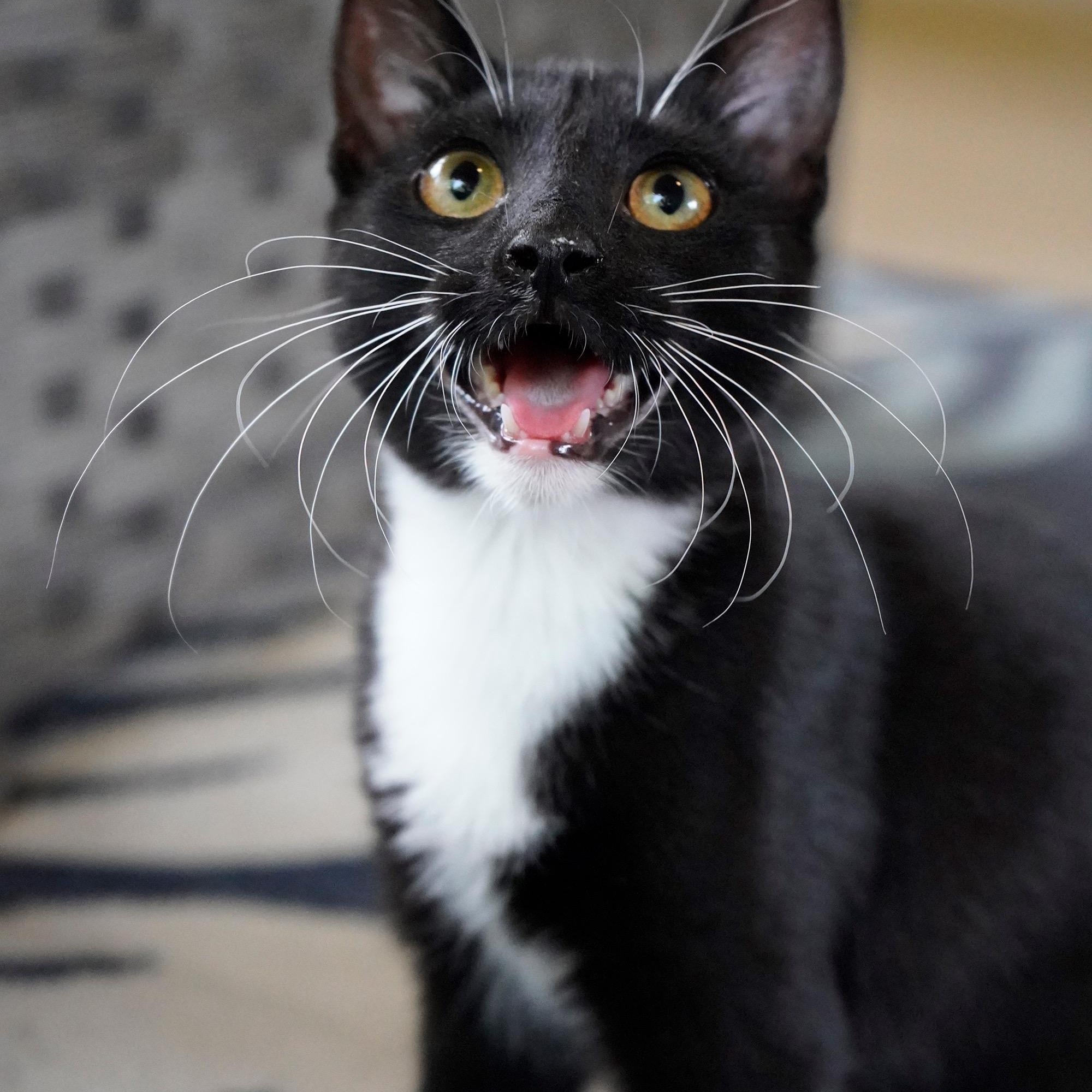 Enlarge Ezra, a ADOPTABLE mixed breed in Hixson, TN image 5/6