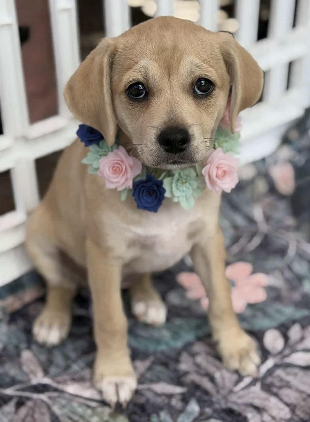 Toasty, adopted, Puppy Female Pug & Chihuahua.