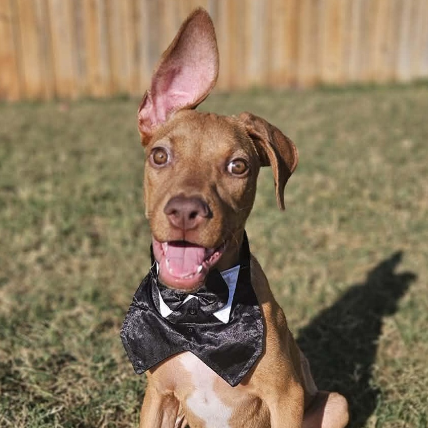 Chip, adopted, Young Male Doberman Pinscher.