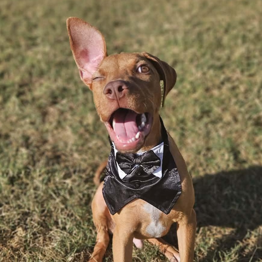 Enlarge Chip, an adopted mixed breed in Round Rock, TX image 2/6