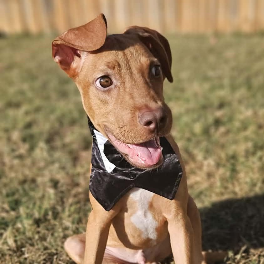 Enlarge Chip, an adopted mixed breed in Round Rock, TX image 3/6