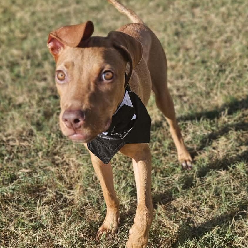 Enlarge Chip, an adopted mixed breed in Round Rock, TX image 4/6