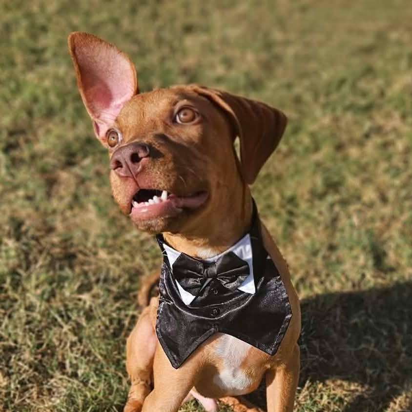 Enlarge Chip, an adopted mixed breed in Round Rock, TX image 5/6