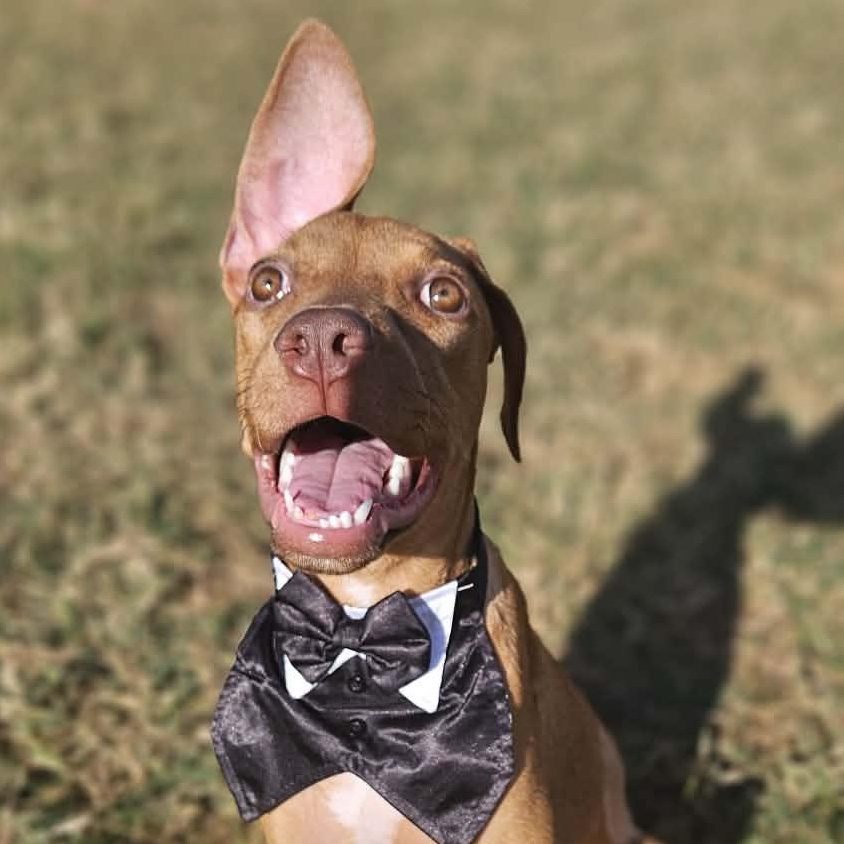 Enlarge Chip, an adopted mixed breed in Round Rock, TX image 6/6