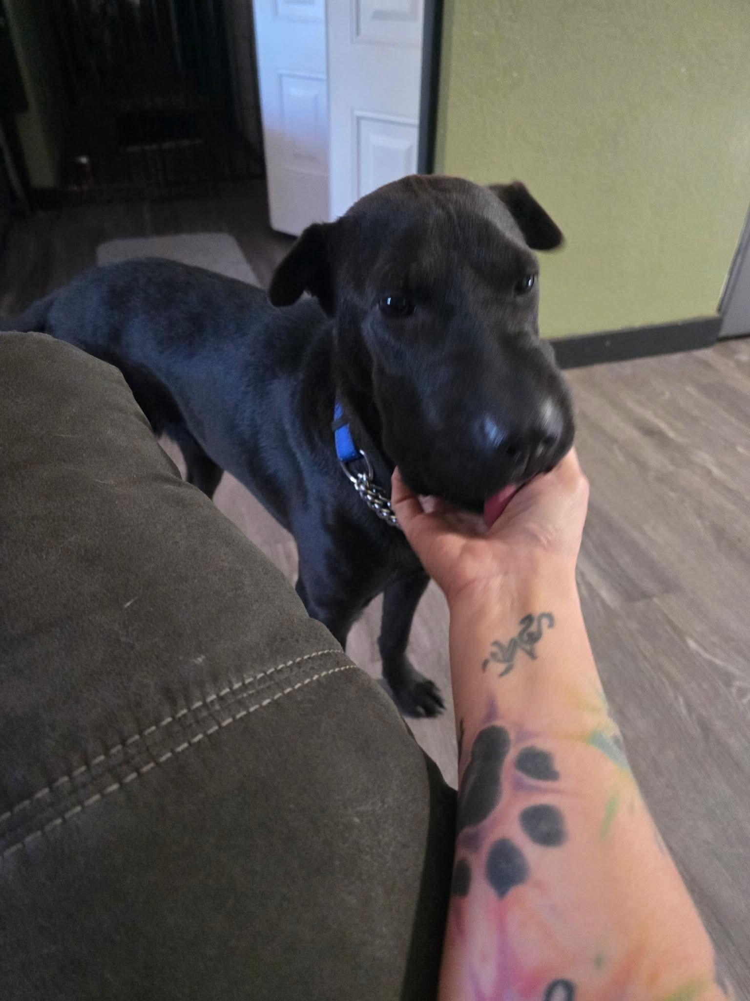 Enlarge Jun, a Adoptable Shar-Pei in Eugene, OR image 3/5