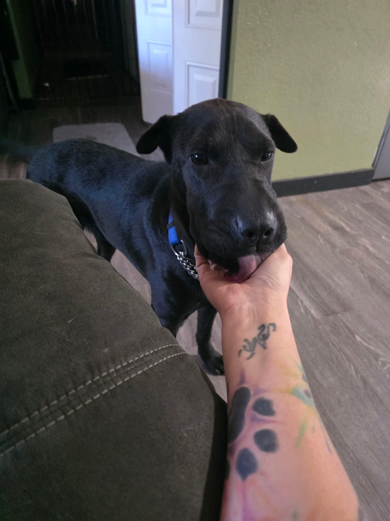Enlarge Jun, a Adoptable Shar-Pei in Eugene, OR image 5/5