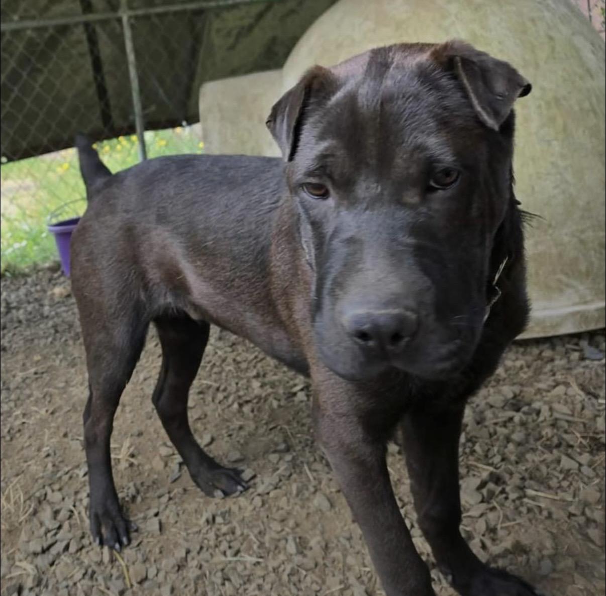 Jun, ADOPTABLE, Young Male Shar-Pei.