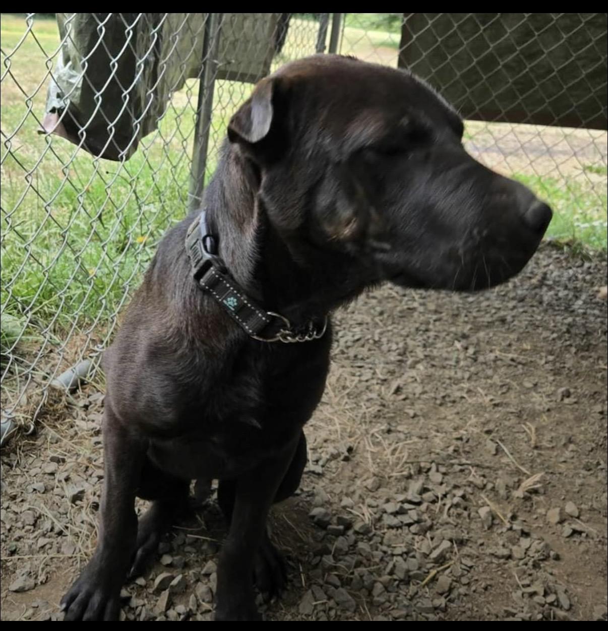 Jun, a ADOPTABLE Shar-Pei in Eugene, OR image 2/2