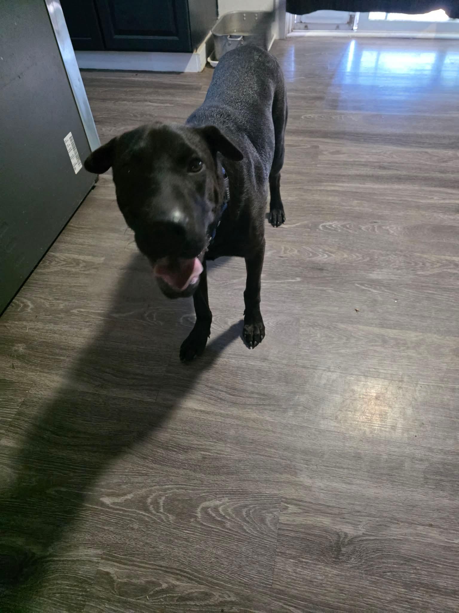 Enlarge Jun, a Adoptable Shar-Pei in Eugene, OR image 4/5