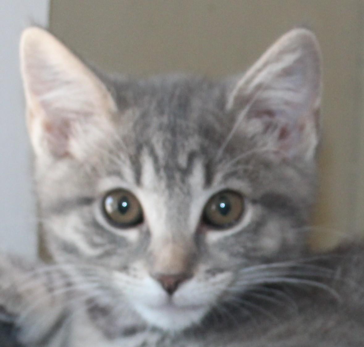 Kisses, an adoptable Domestic Short Hair in Huron, SD, 57350 | Photo Image 1