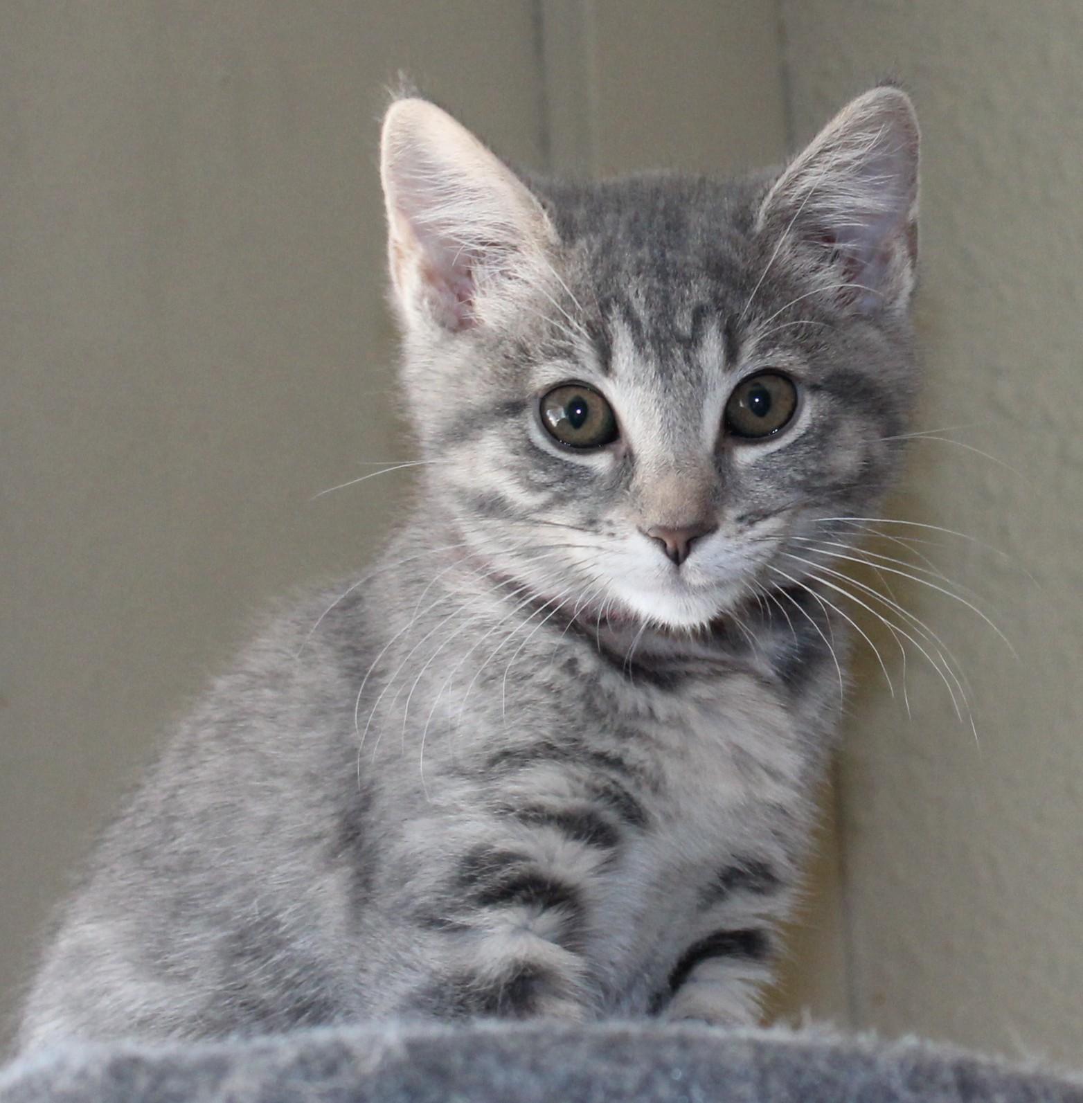 Kisses, an adoptable Domestic Short Hair in Huron, SD, 57350 | Photo Image 2