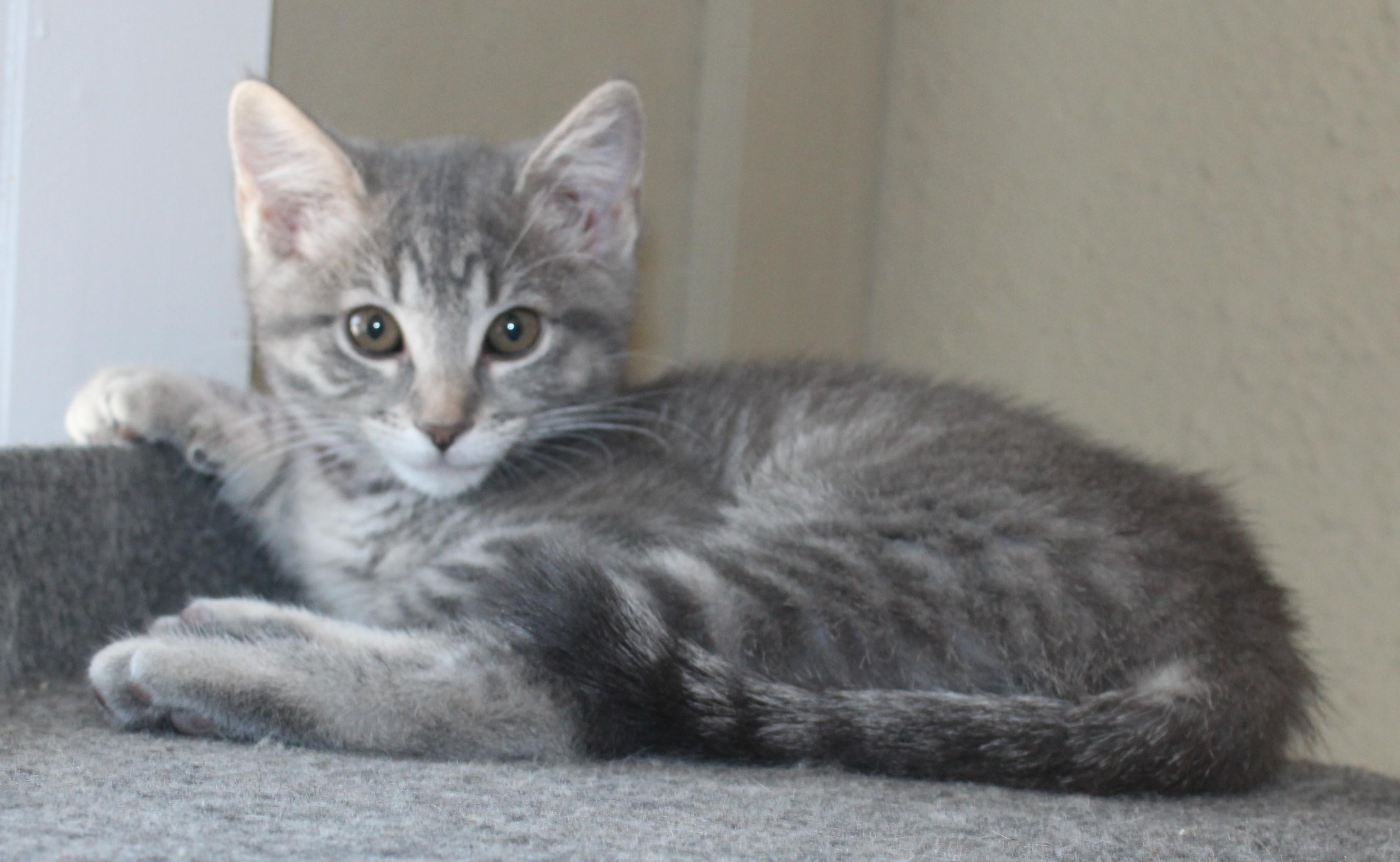 Kisses, an adoptable Domestic Short Hair in Huron, SD, 57350 | Photo Image 3