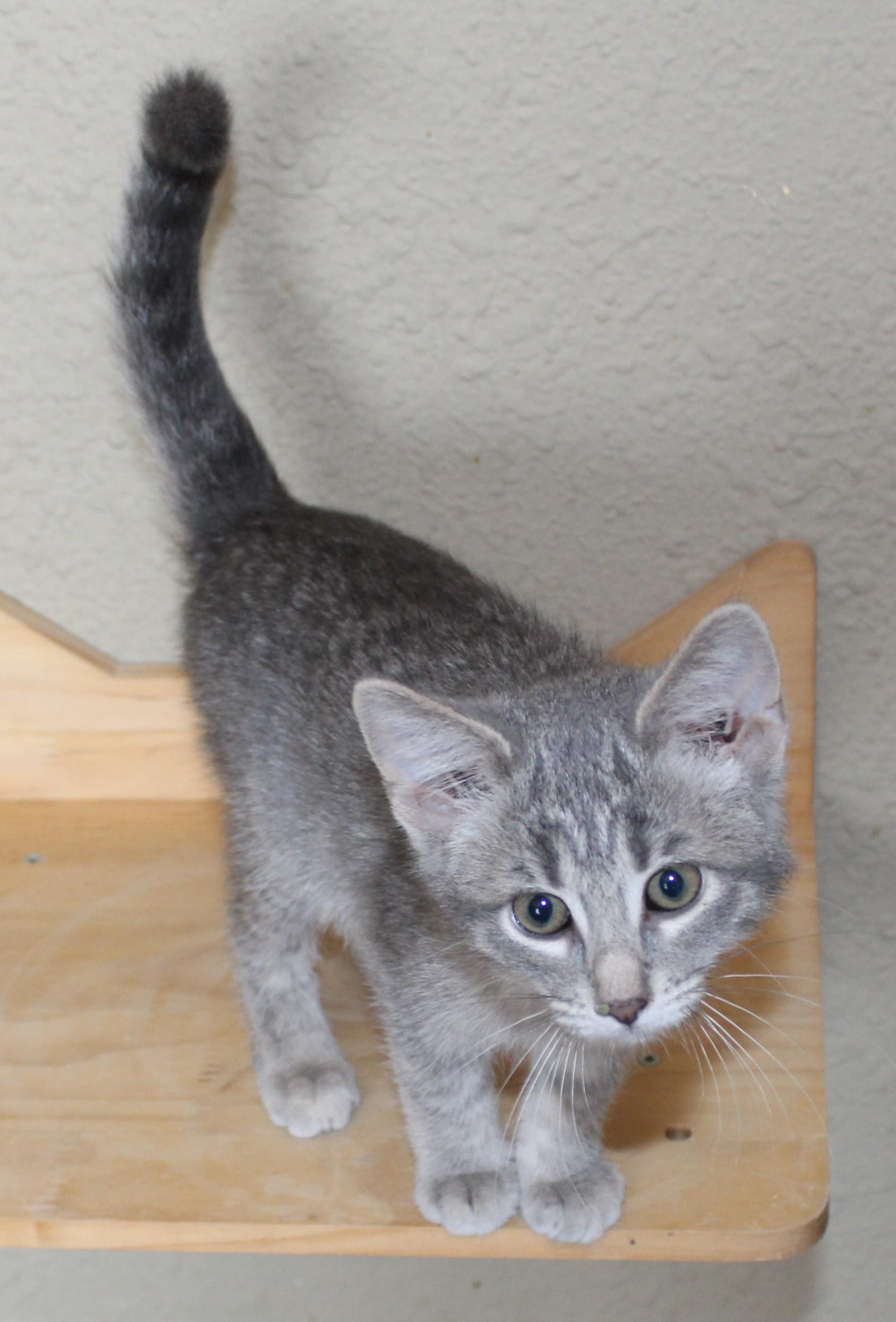Kisses, an adoptable Domestic Short Hair in Huron, SD, 57350 | Photo Image 4