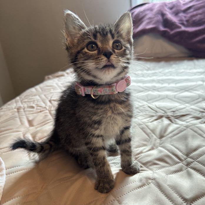 Mimosa, Baby Female Domestic Short Hair