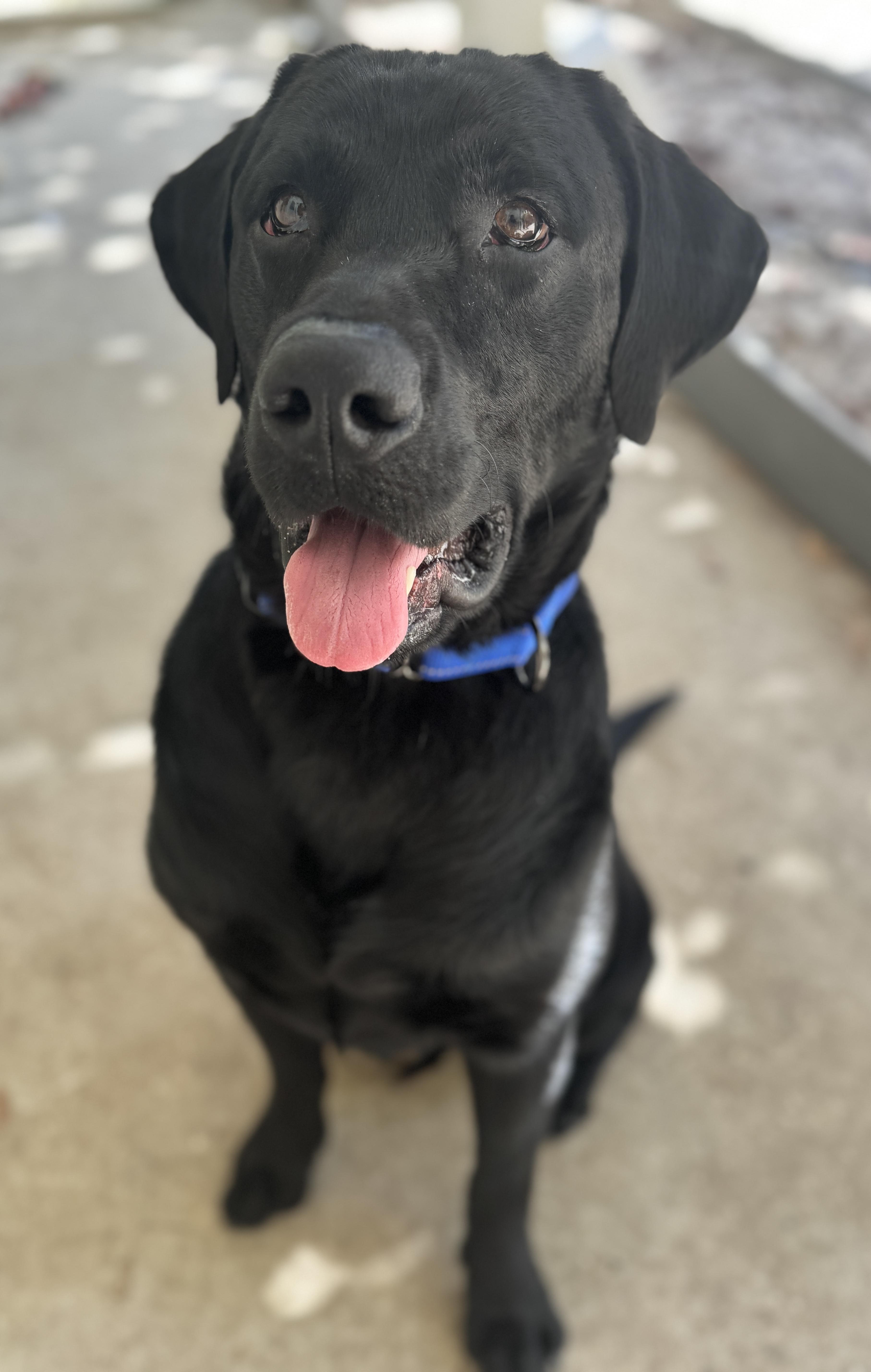 Jaxson , ADOPTABLE, Young Male Labrador Retriever.