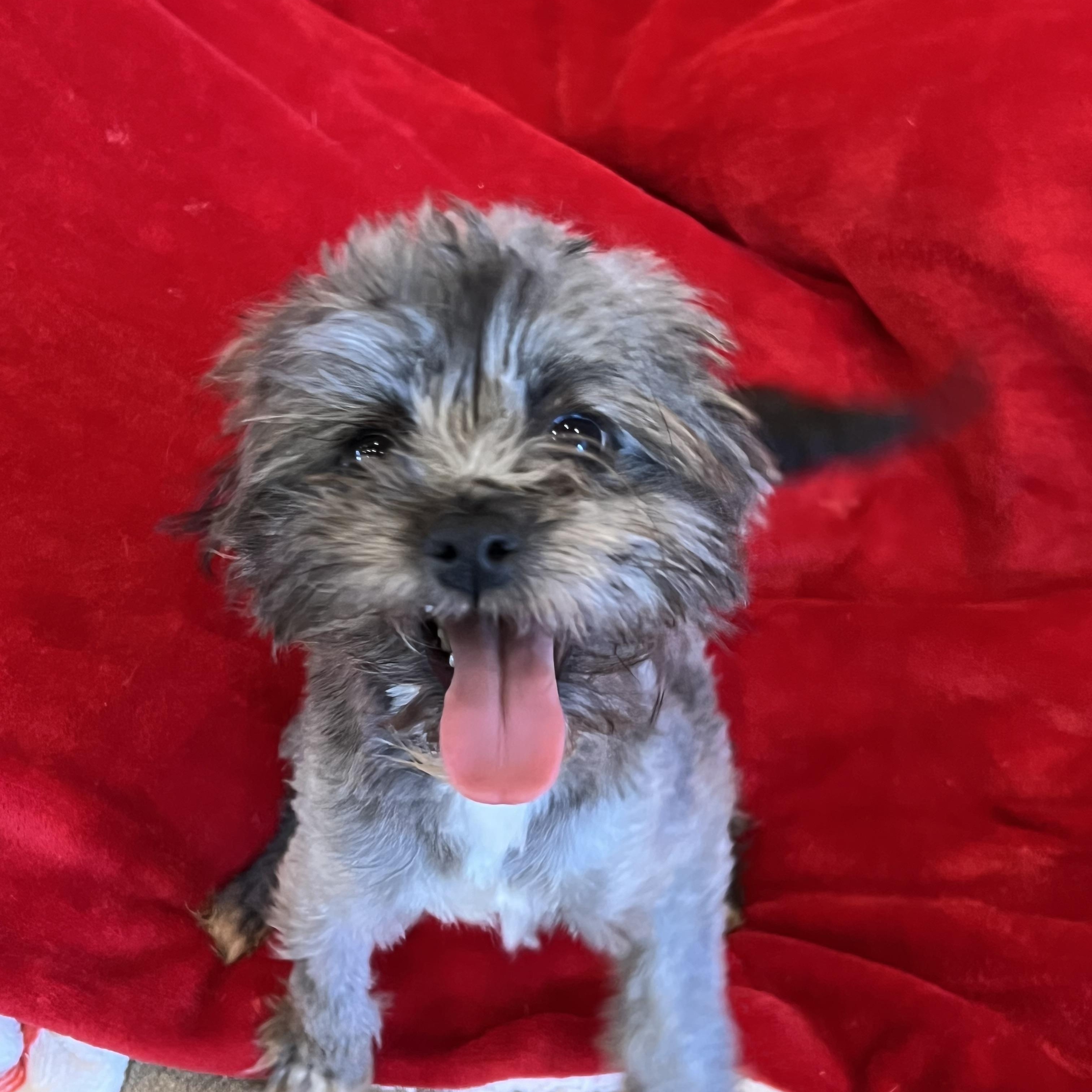 Willow, an adopted mixed breed in Myrtle, MS image 1/5