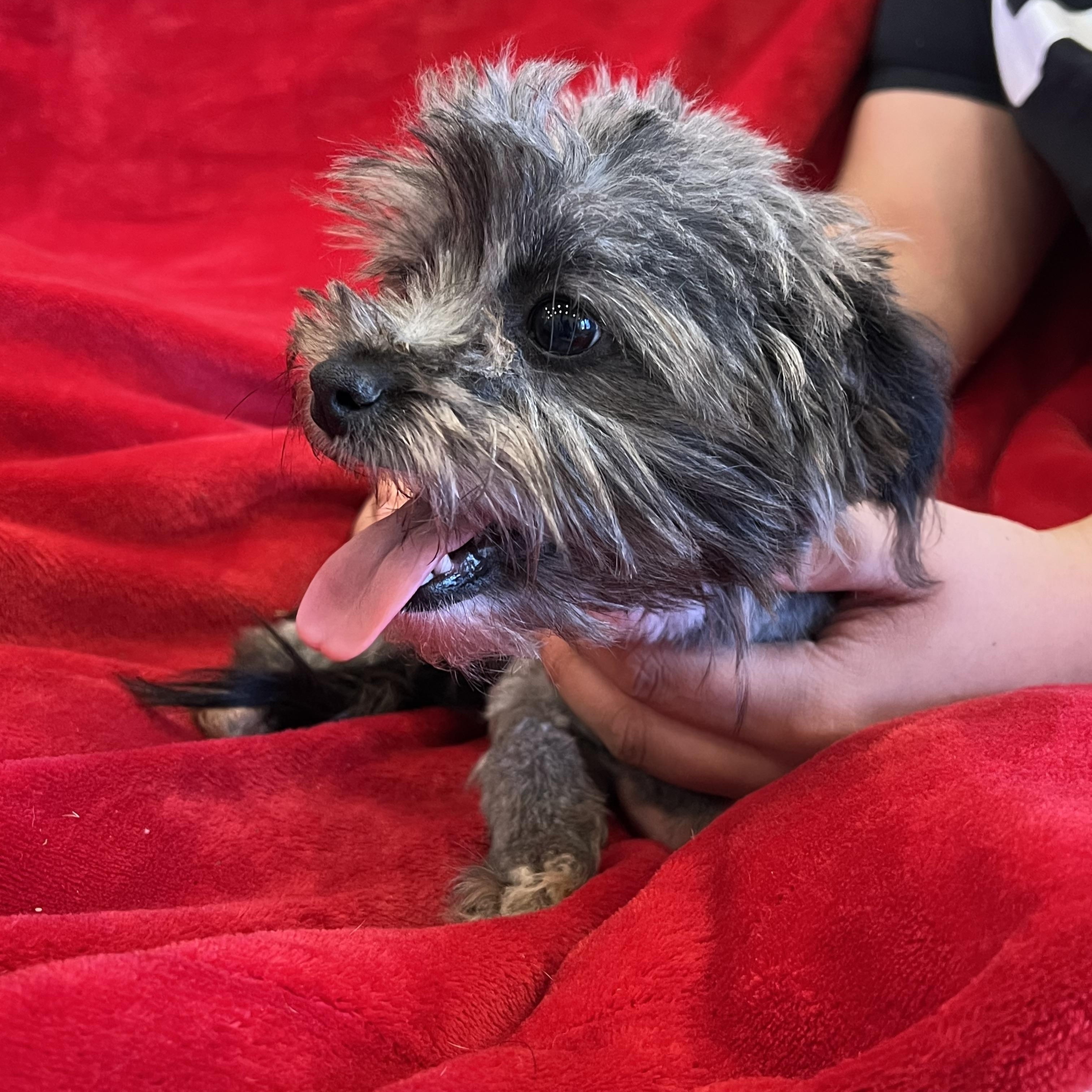 Willow, an adopted mixed breed in Myrtle, MS image 5/5