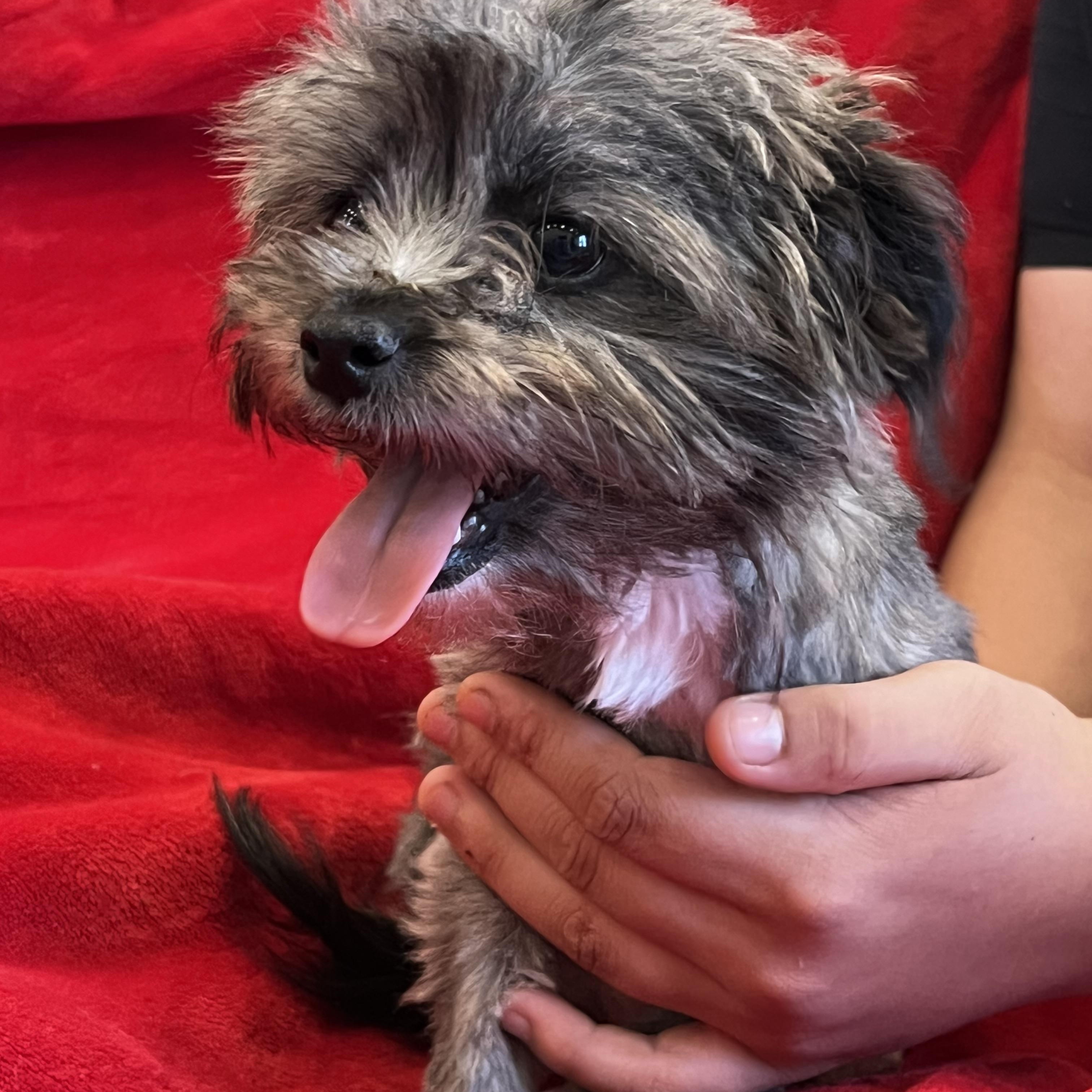 Willow, an adopted mixed breed in Myrtle, MS image 4/5