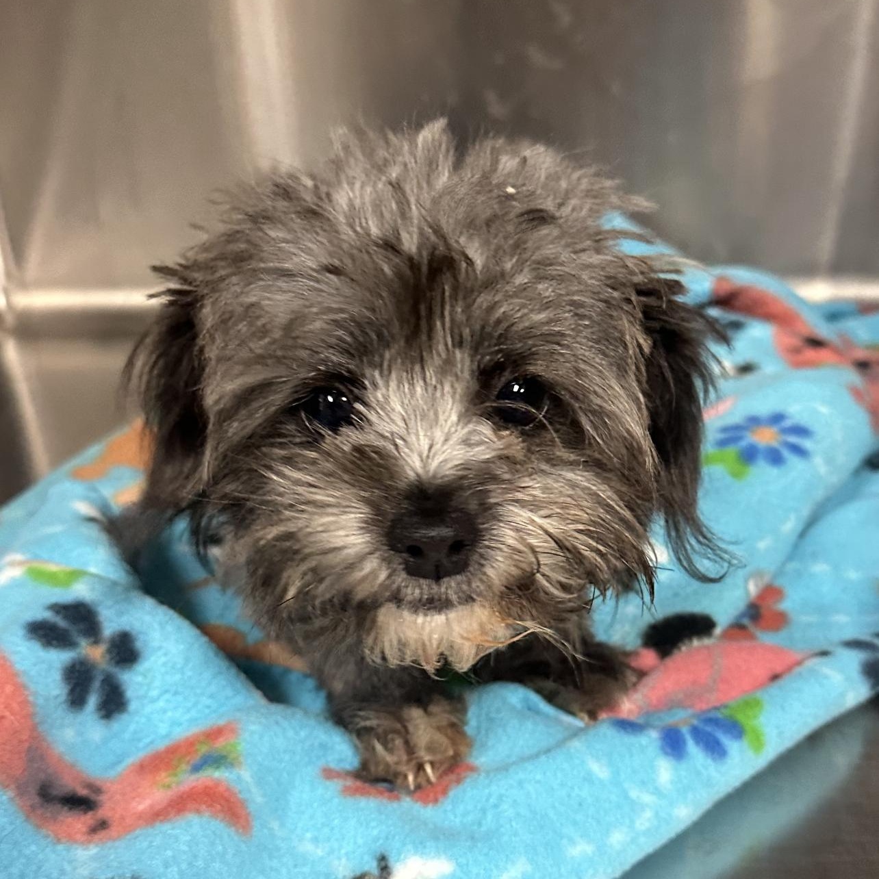 Willow, an adopted mixed breed in Myrtle, MS image 3/5