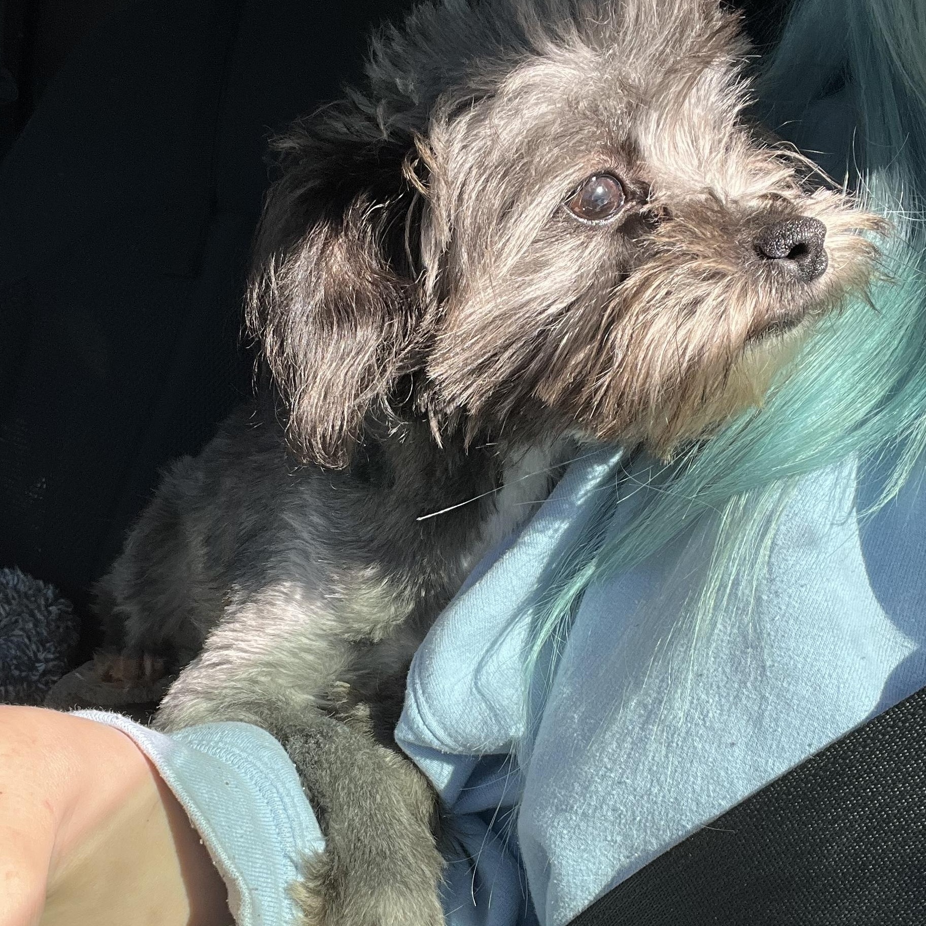 Willow, an adopted mixed breed in Myrtle, MS image 2/5