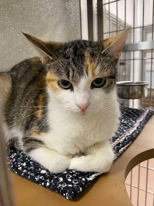 Scrabble, ADOPTABLE, Adult Female Domestic Short Hair.