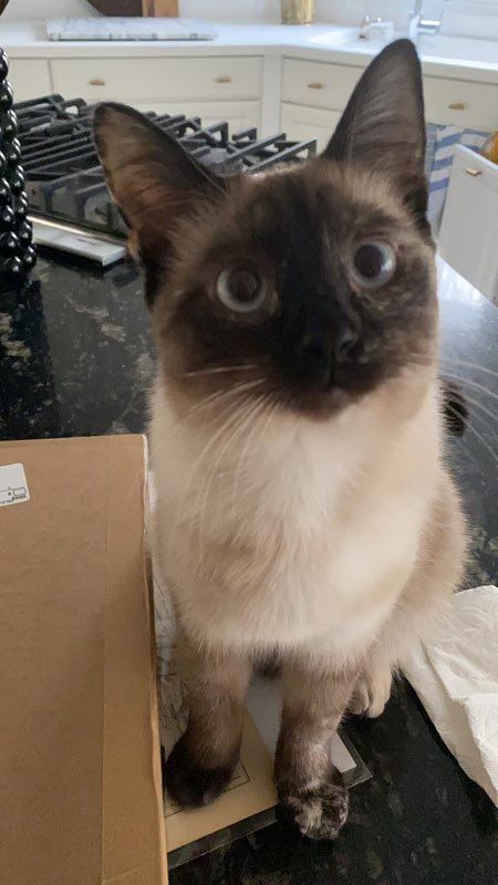 Rumi & Parveen, a Adopted Siamese in Grand Haven, MI image 1/2