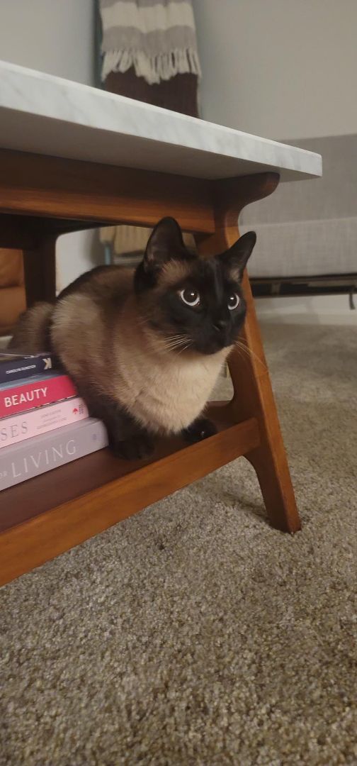 Rumi & Parveen, a Adopted Siamese in Grand Haven, MI image 2/2