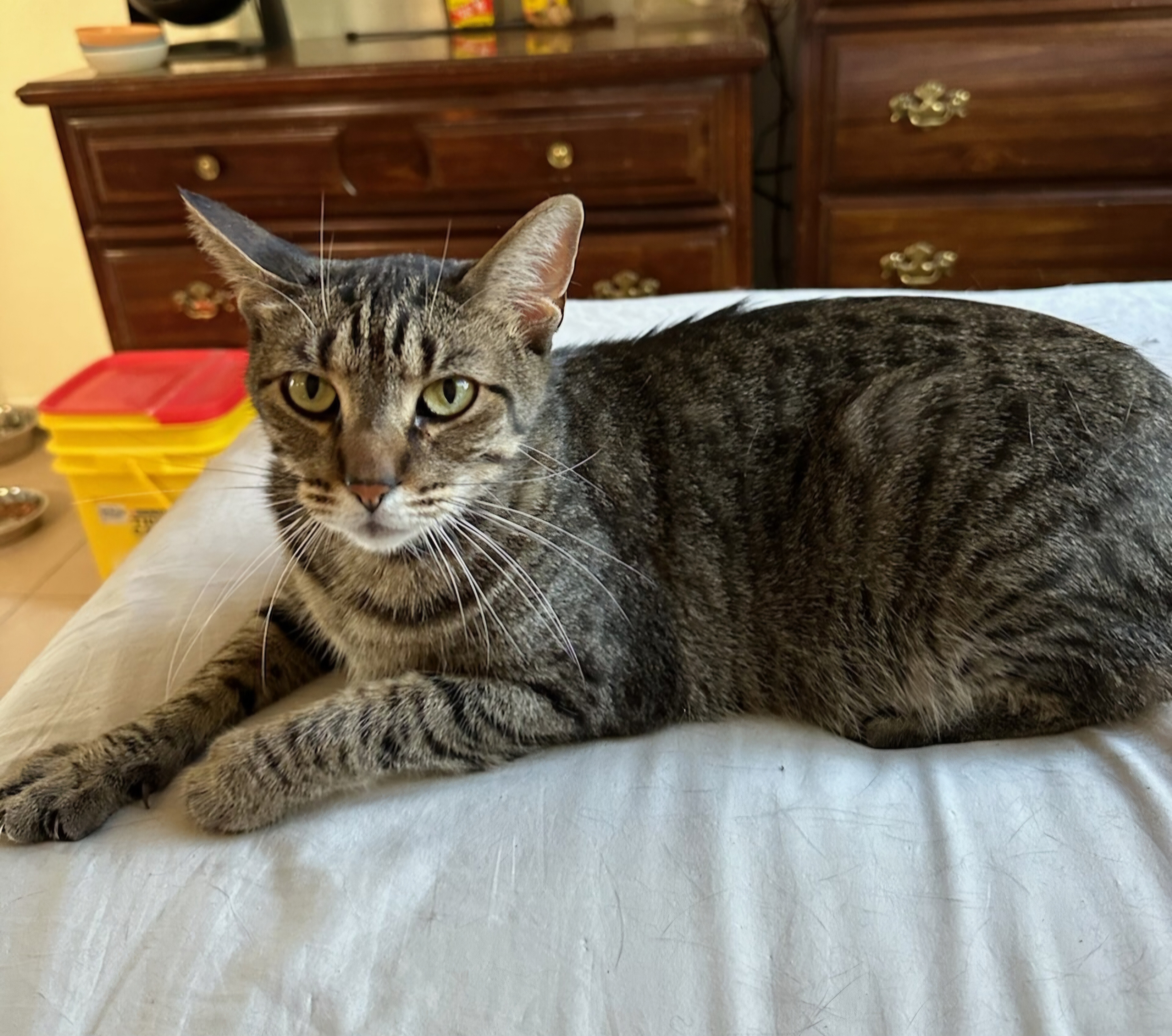 Enlarge Chip, a Adoptable Domestic Short Hair image 1/1