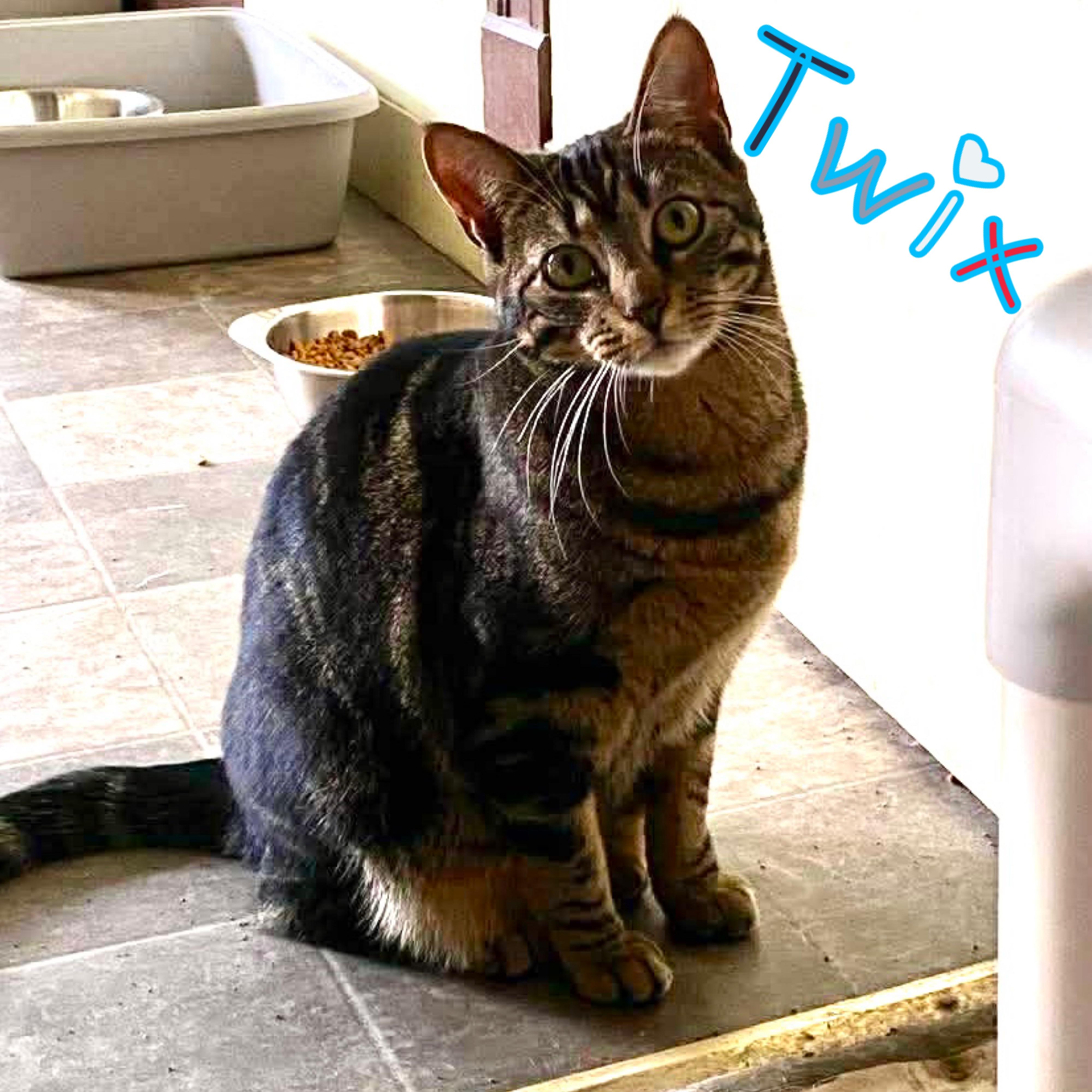 Enlarge Twix, a ADOPTABLE Domestic Short Hair in Little Falls, NY image 1/2