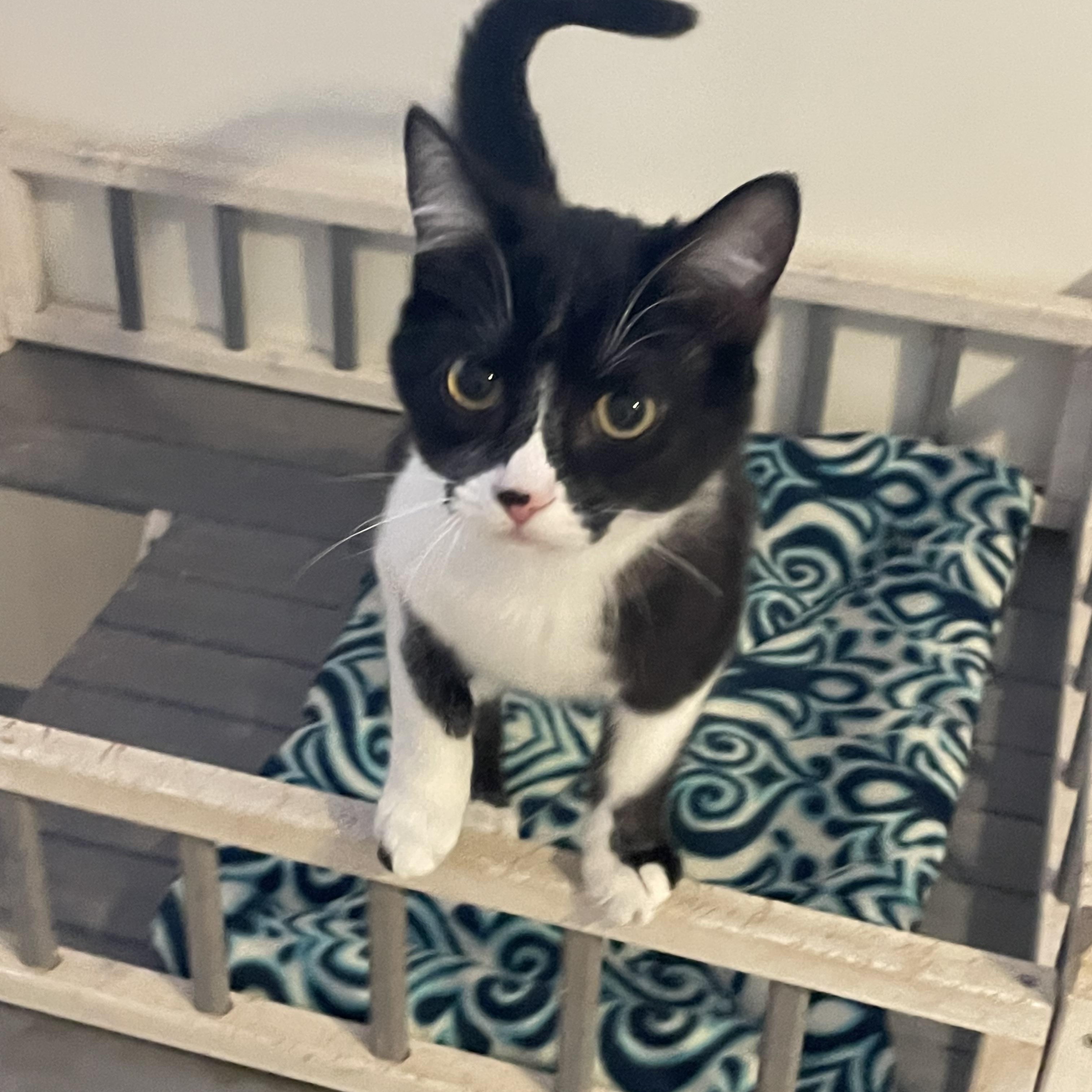 Cornelia, an adopted mixed breed in Lacon, IL image 5/6