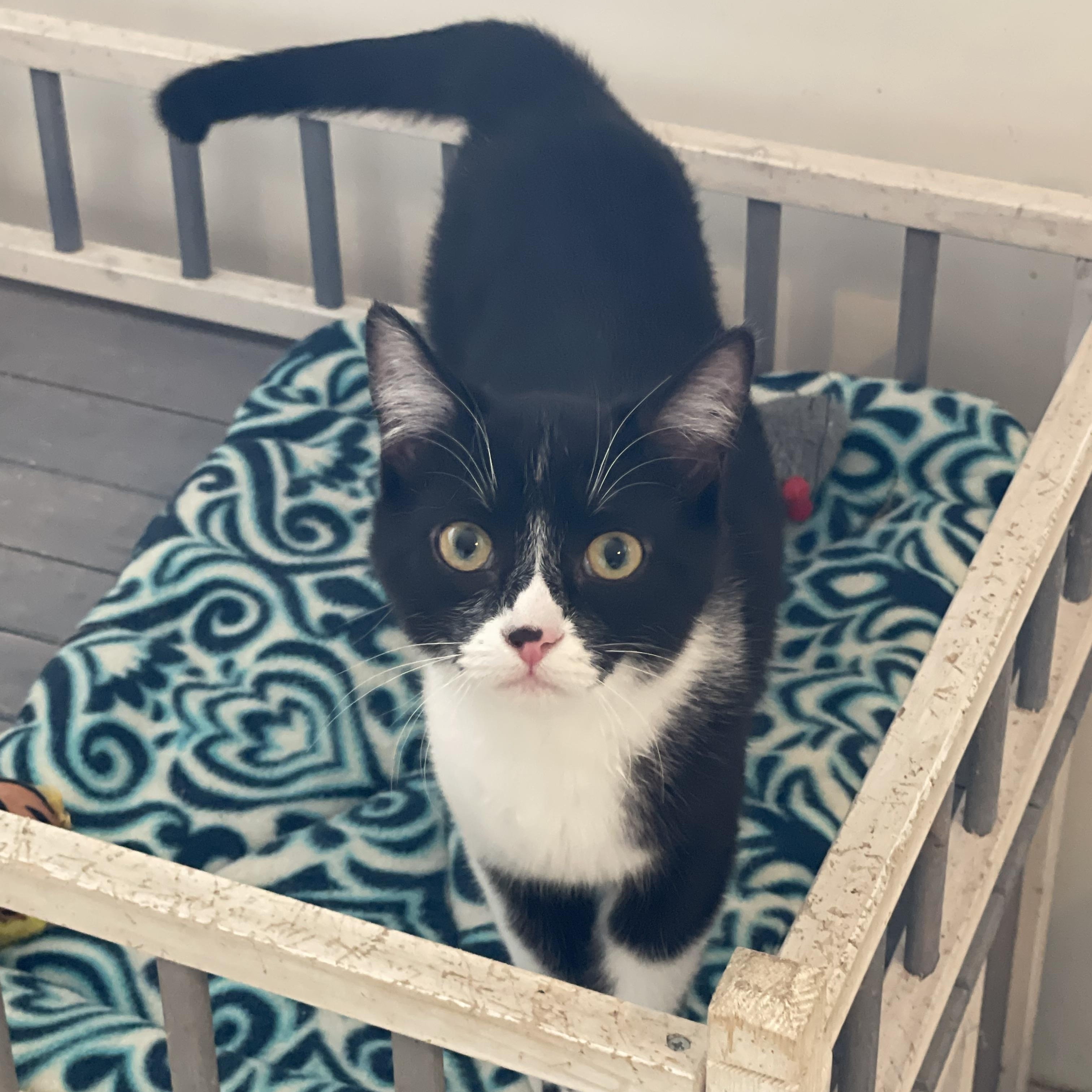 Cornelia, an adopted mixed breed in Lacon, IL image 3/6