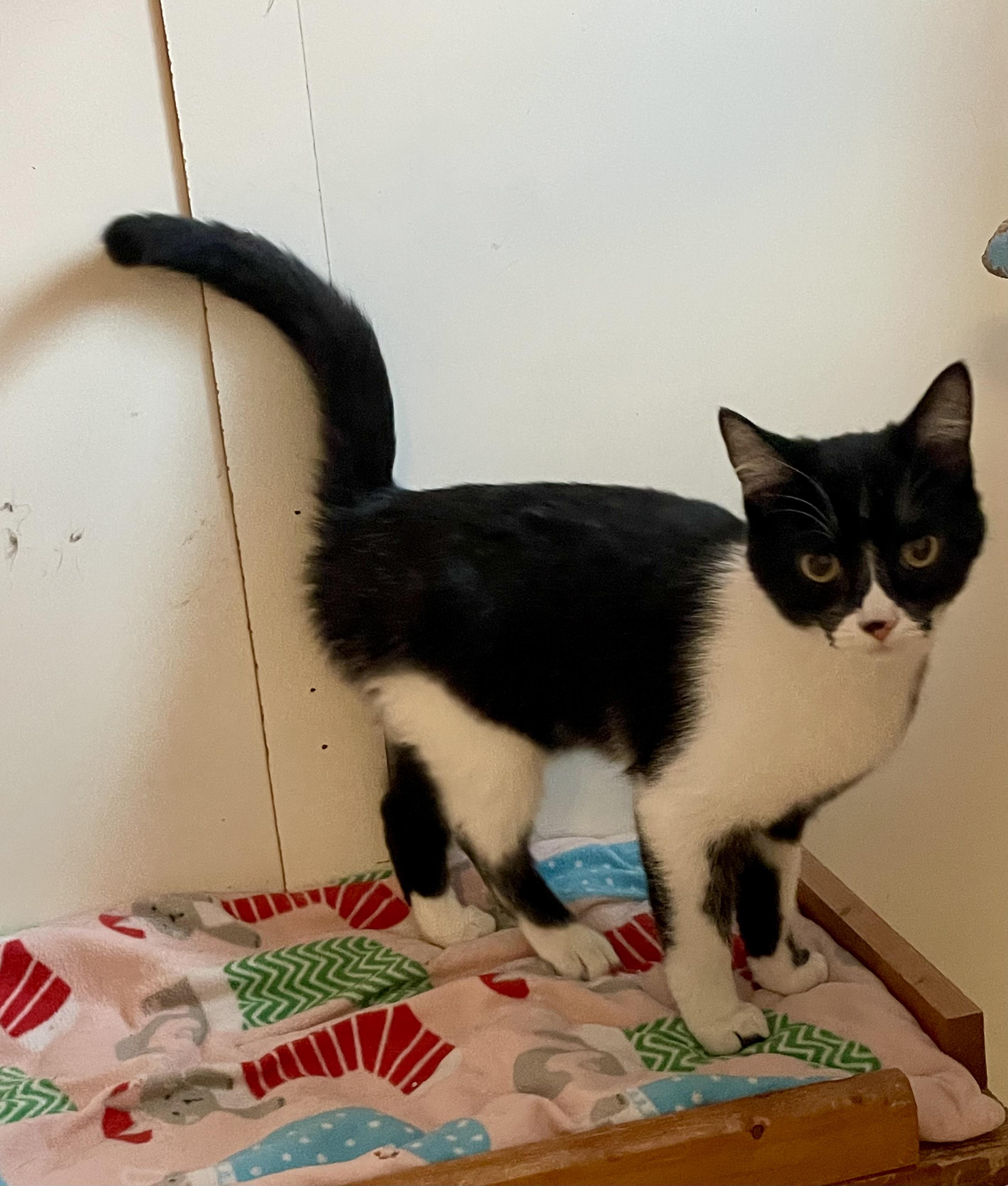 Cornelia, an adopted mixed breed in Lacon, IL image 2/6