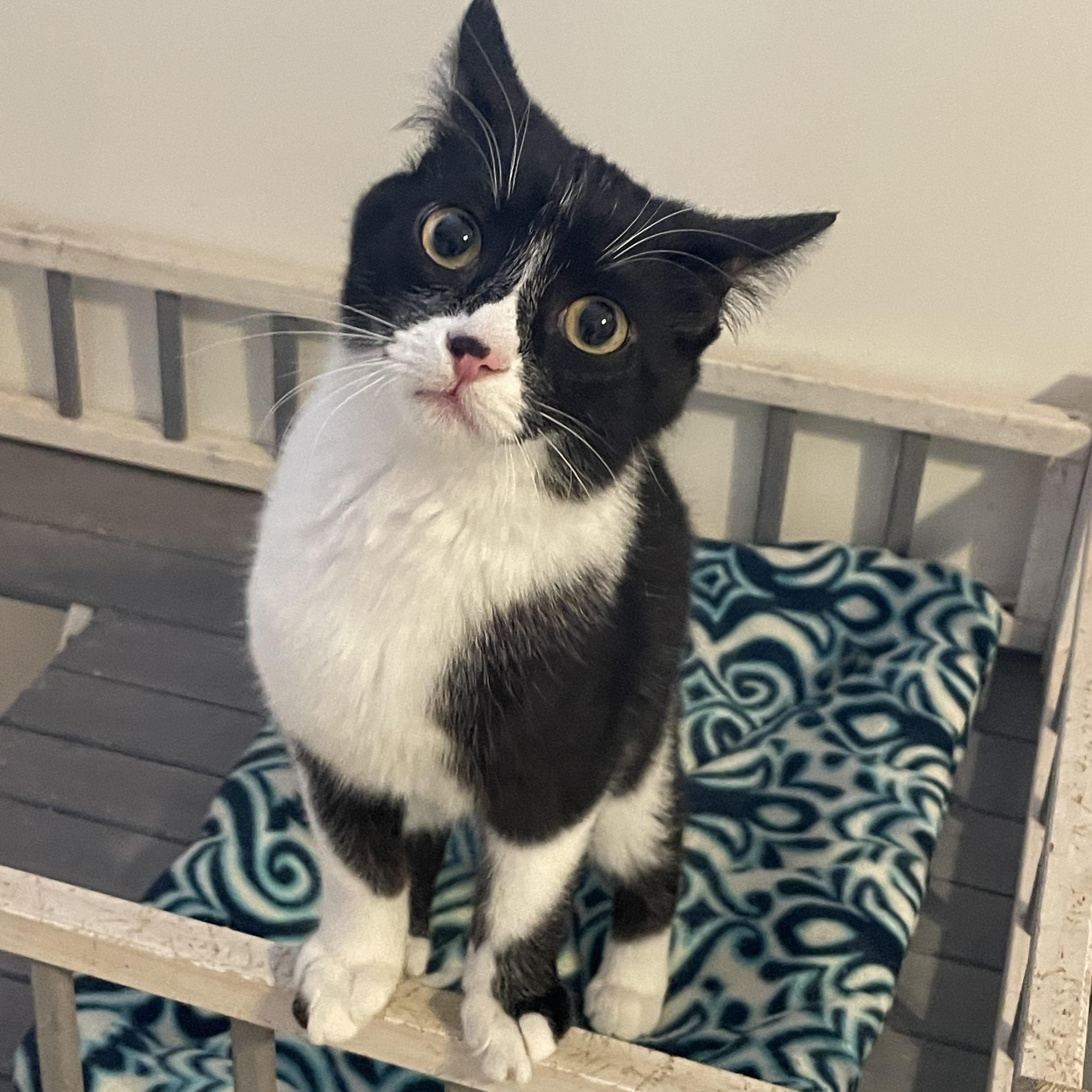 Cornelia, an adopted mixed breed in Lacon, IL image 4/6