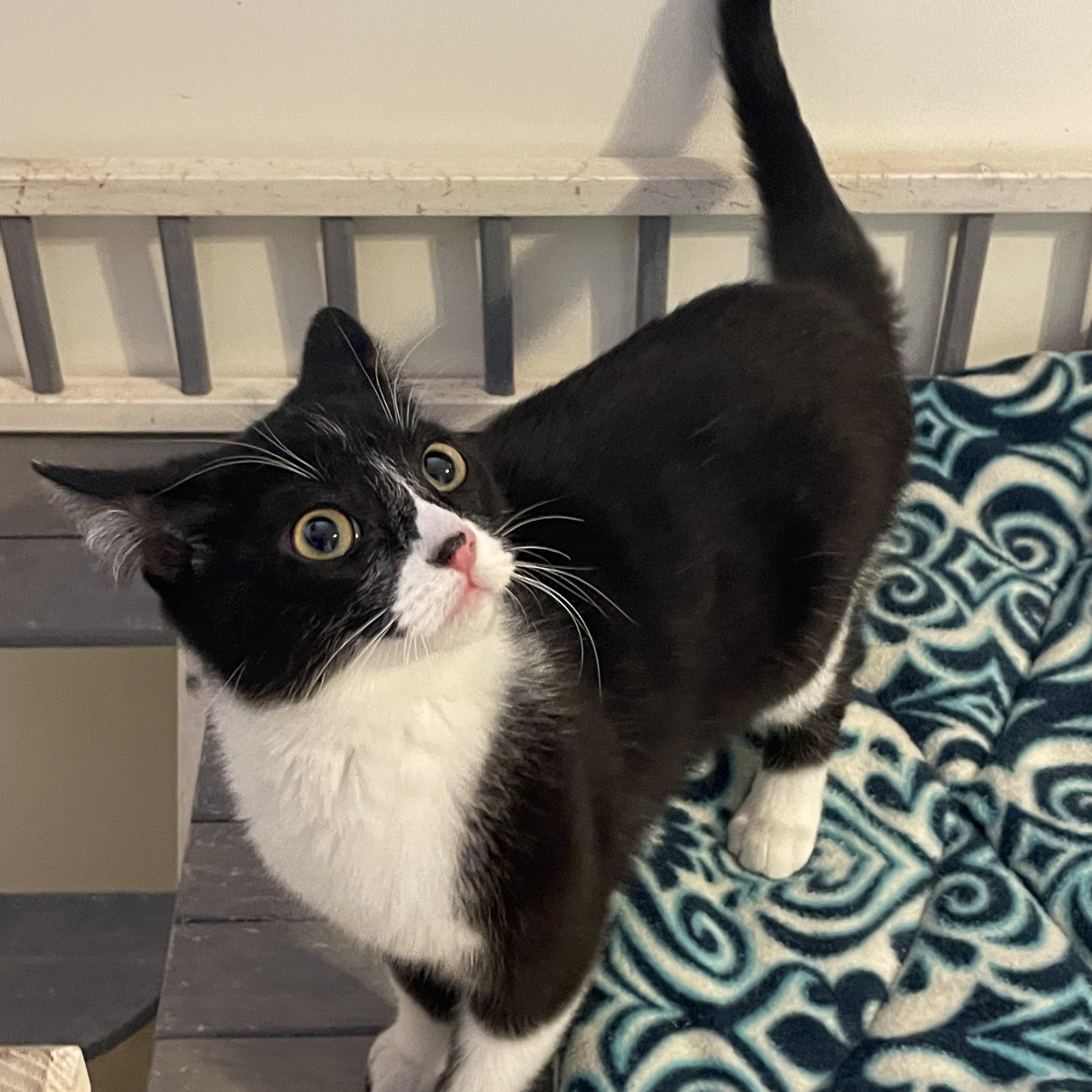 Cornelia, adopted, Kitten Female Domestic Short Hair.