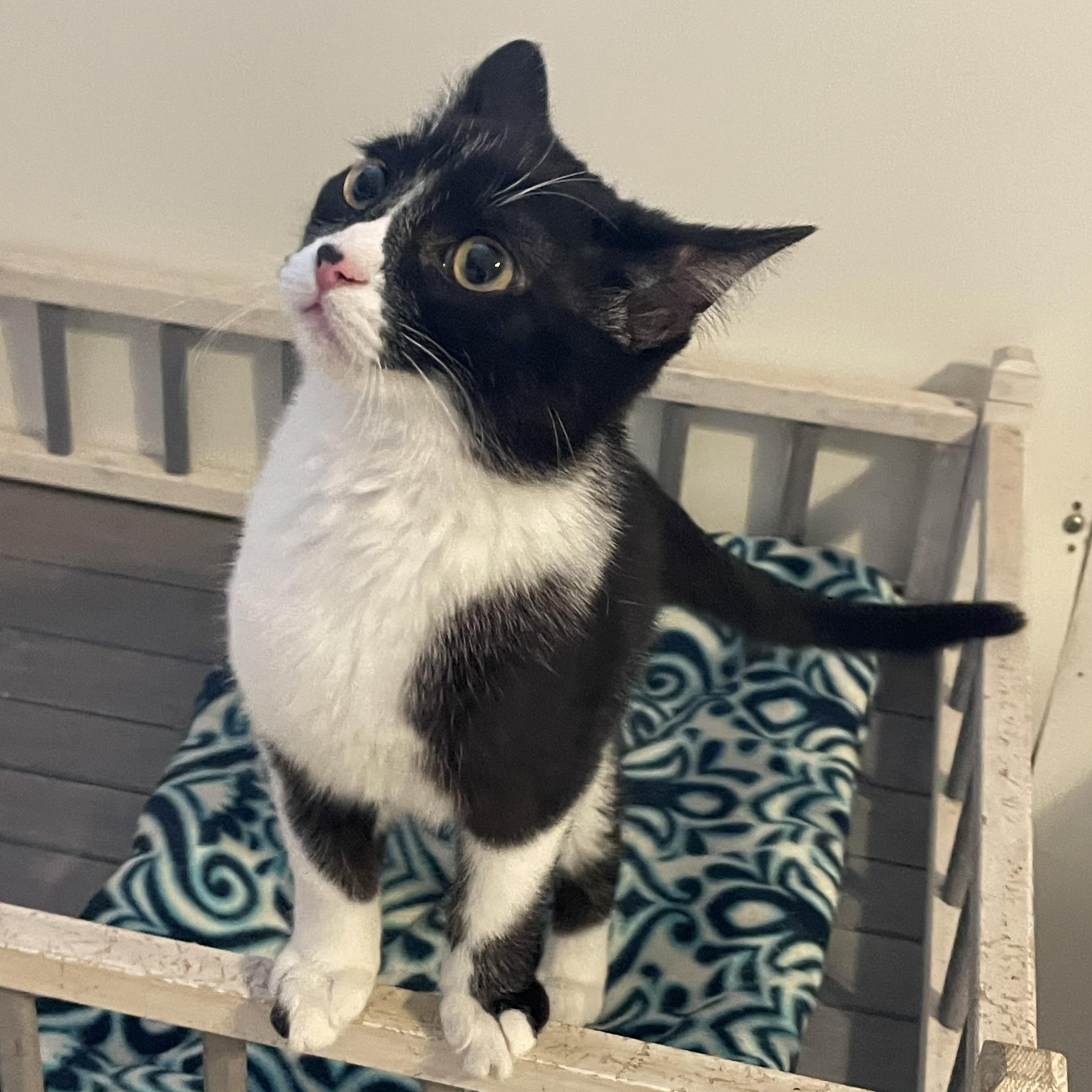 Cornelia, an adopted mixed breed in Lacon, IL image 6/6