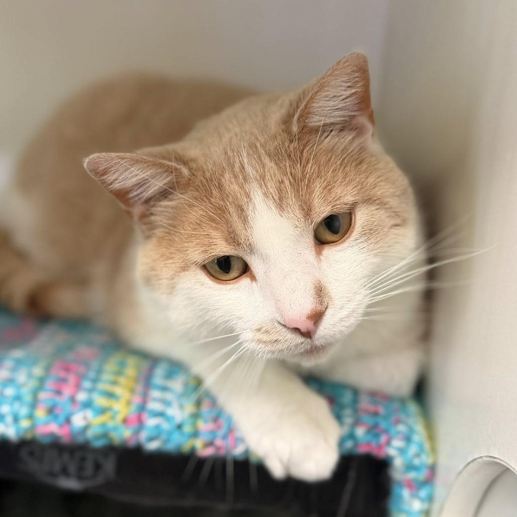 Paul-e, Adoptable, Adult Male Domestic Short Hair.