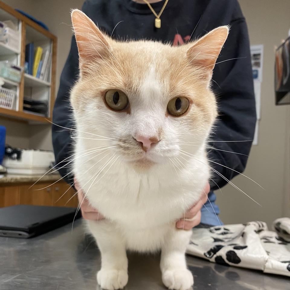 Enlarge Paul-e, a Adoptable Domestic Short Hair in Norfolk, NE image 2/3
