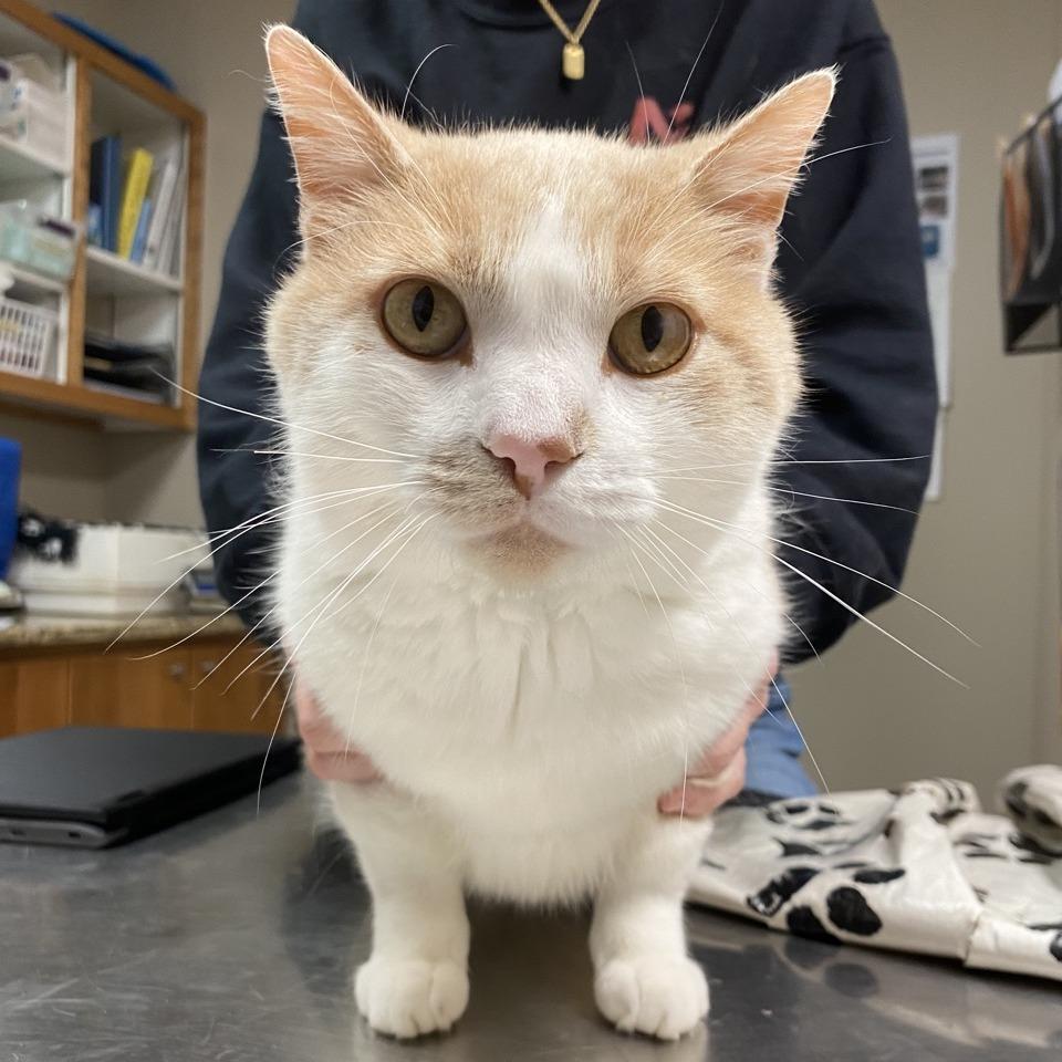 Enlarge Paul-e, a Adoptable Domestic Short Hair in Norfolk, NE image 3/3