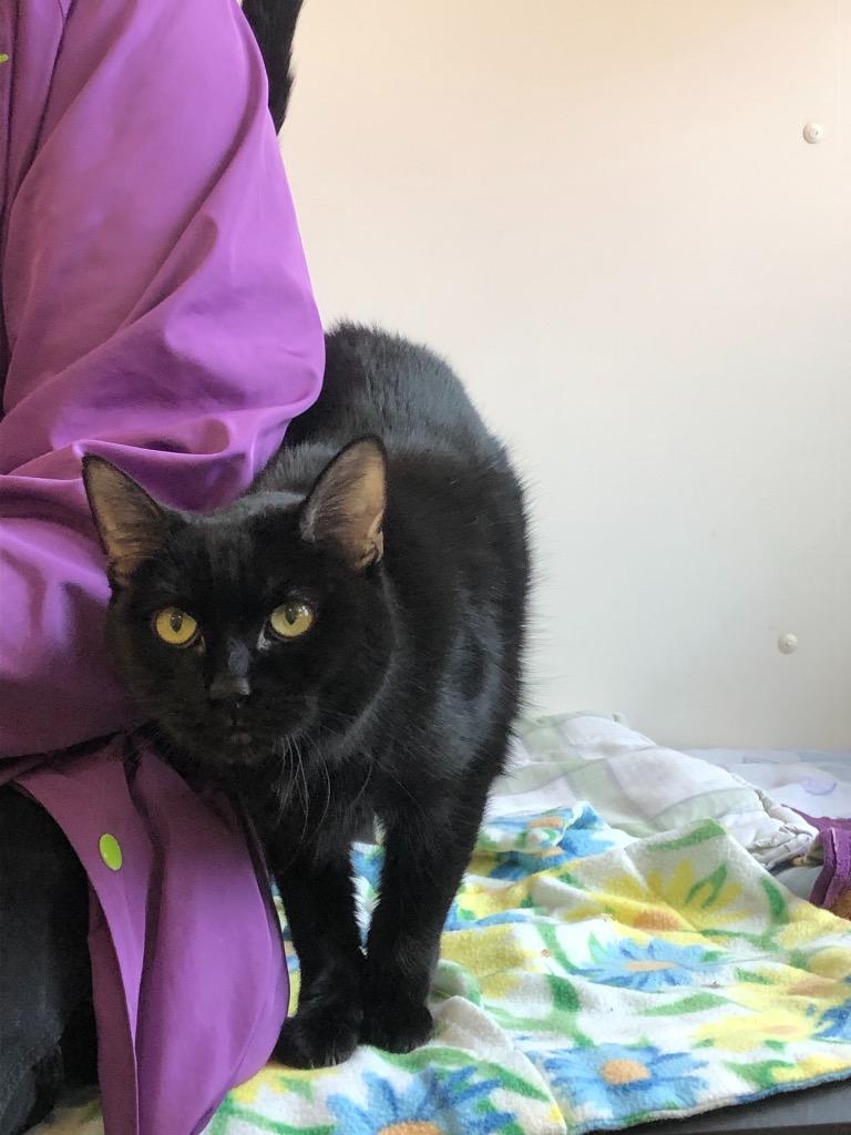 Enlarge Kit Kat 2, a Adoptable mixed breed in Bourbonnais, IL image 1/3