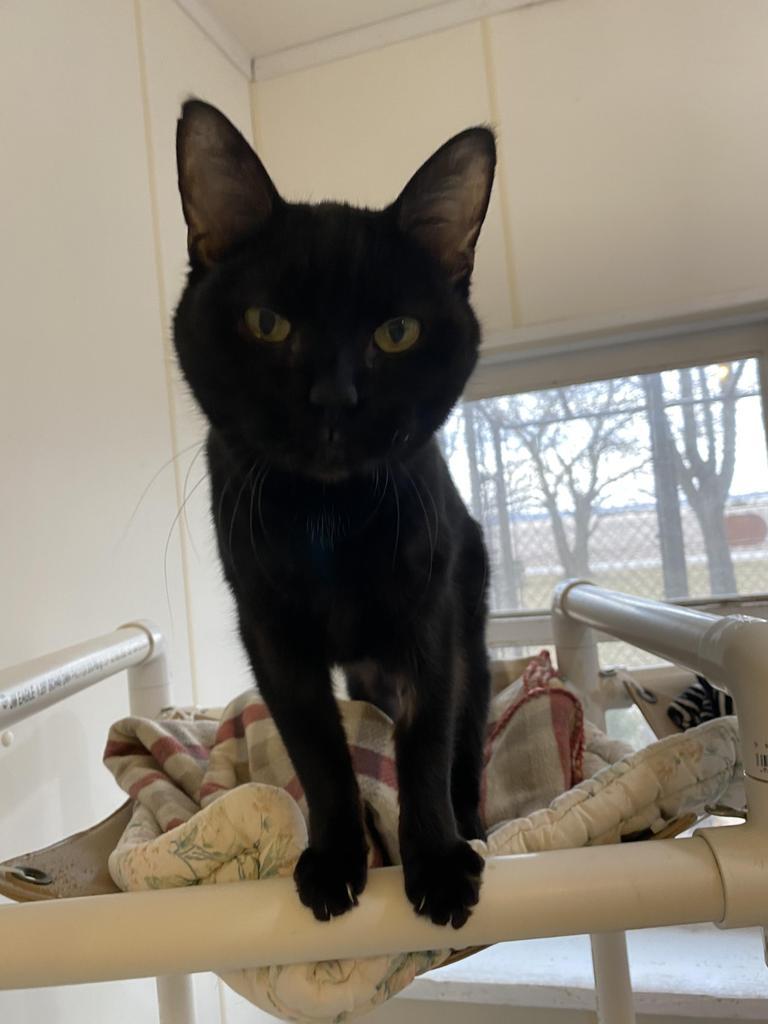 Enlarge Kit Kat 2, a Adoptable mixed breed in Bourbonnais, IL image 3/3