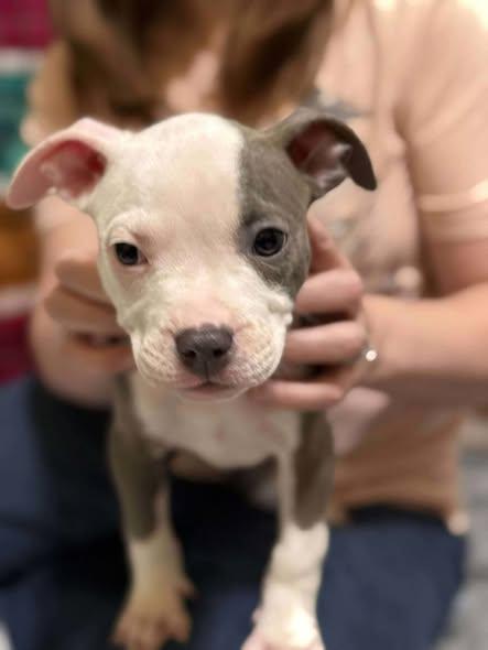 Garden Girl Puppy Poppy, Adoptable, Young Female Pit Bull Terrier.