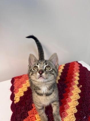 Enlarge Sweet D, a ADOPTABLE Domestic Short Hair in Steamboat Springs, CO image 1/1