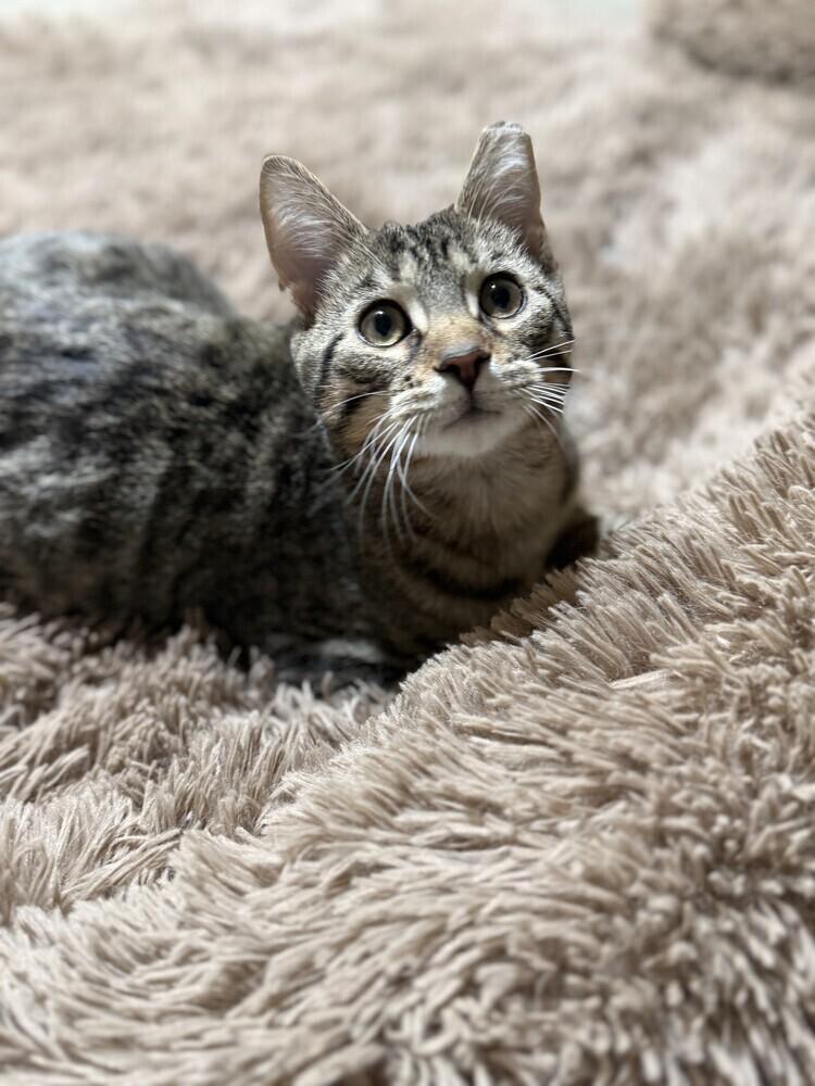 Enlarge Dr. Pepper (26-030 C), a Adoptable Domestic Short Hair in Lansing, MI image 2/6