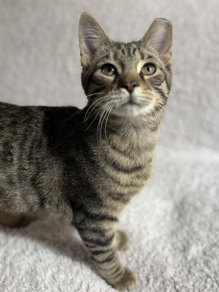 Enlarge Dr. Pepper (26-030 C), a Adoptable Domestic Short Hair in Lansing, MI image 3/6