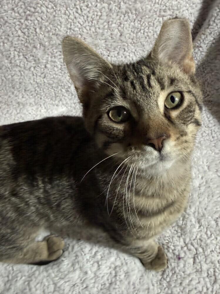 Enlarge Dr. Pepper (26-030 C), a Adoptable Domestic Short Hair in Lansing, MI image 4/6