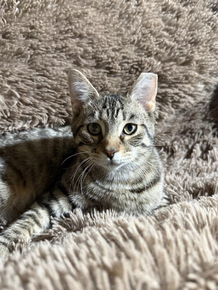 Enlarge Dr. Pepper (26-030 C), a Adoptable Domestic Short Hair in Lansing, MI image 5/6